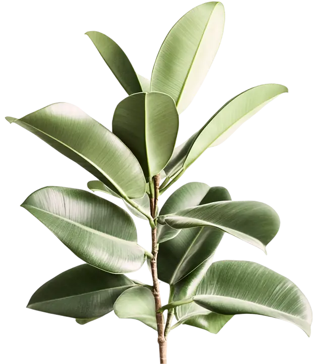 Professionelle Baumpflege und Baumarbeiten in Wetzlar – Pflege, Schnitt und Erhaltung gesunder Bäume